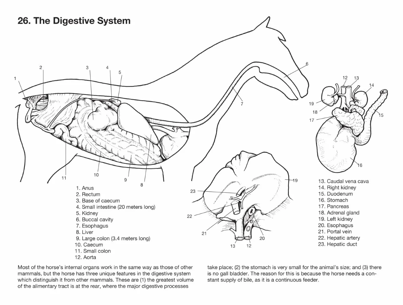 Horse Anatomy