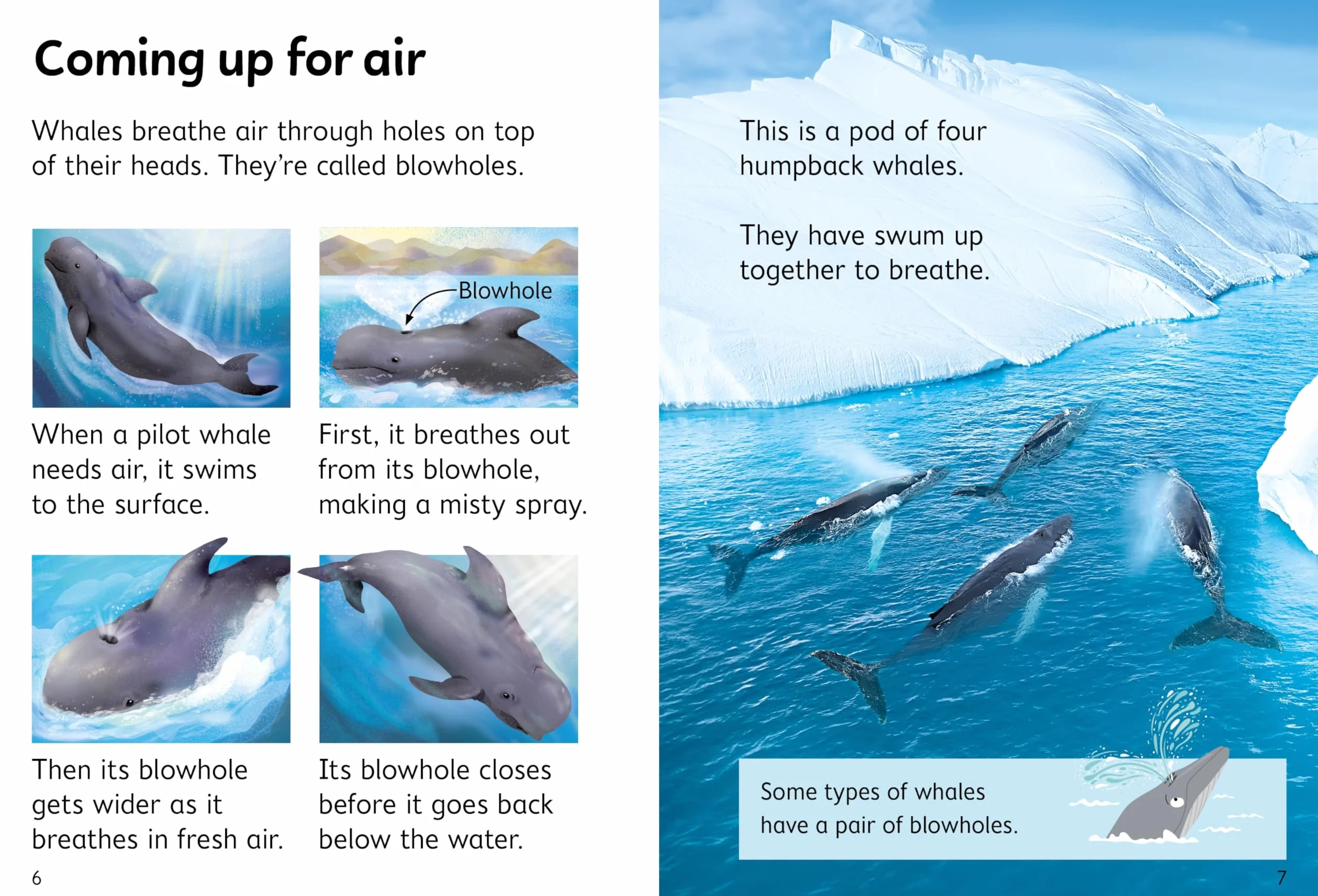Beginners Whales