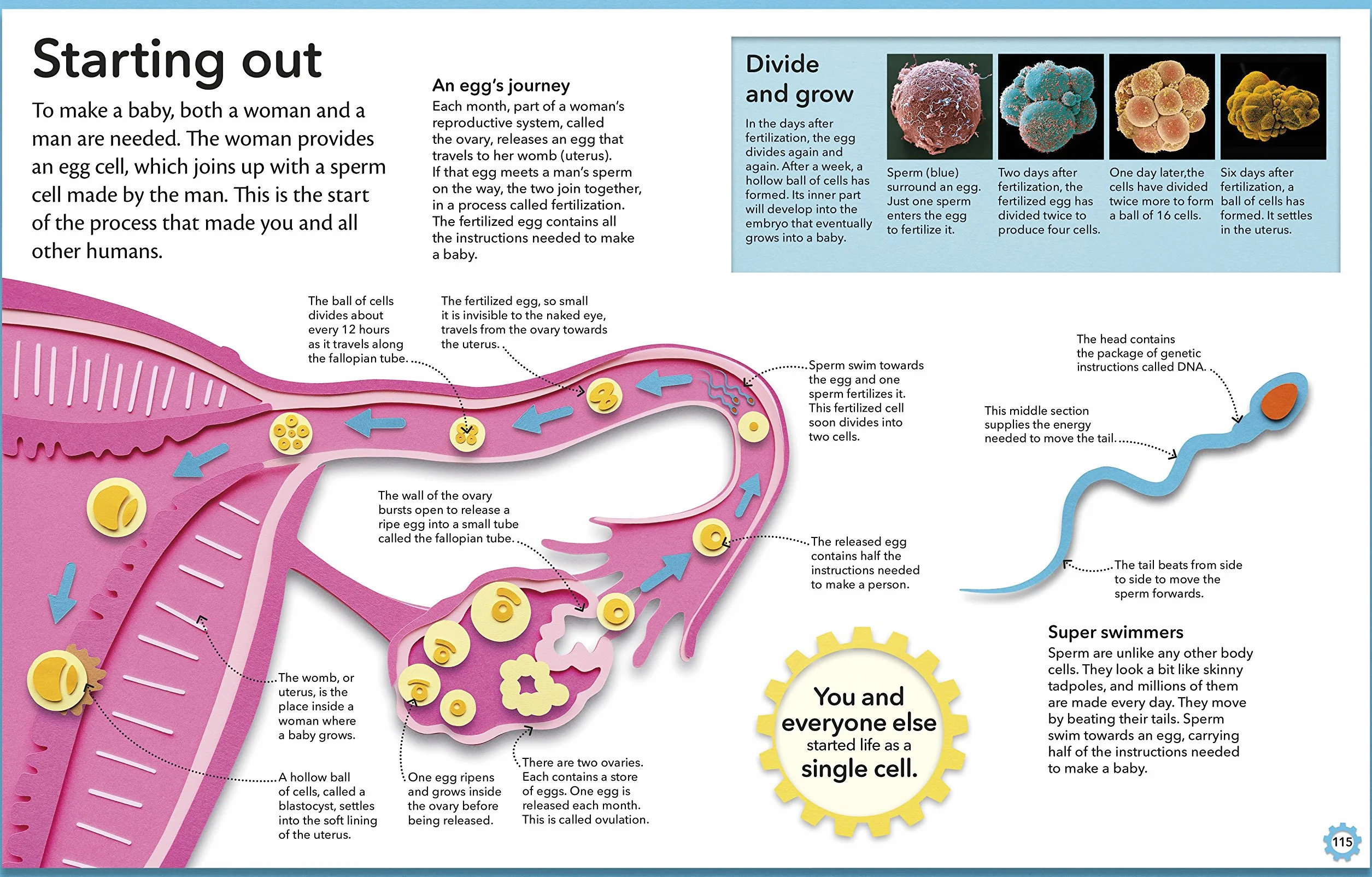 My Amazing Body Machine: A Colourful Visual Guide to How your Body Works