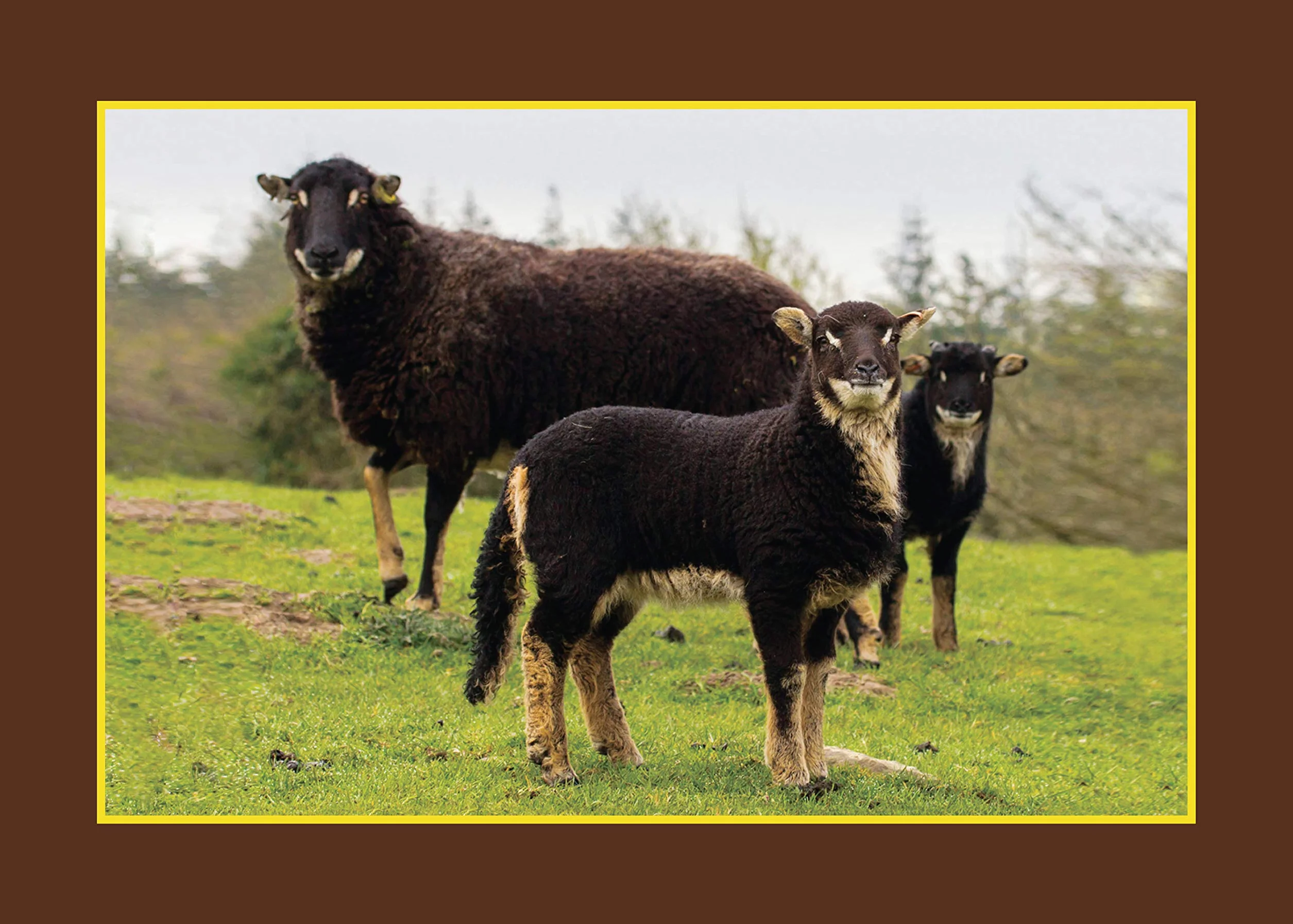 Know Your Sheep