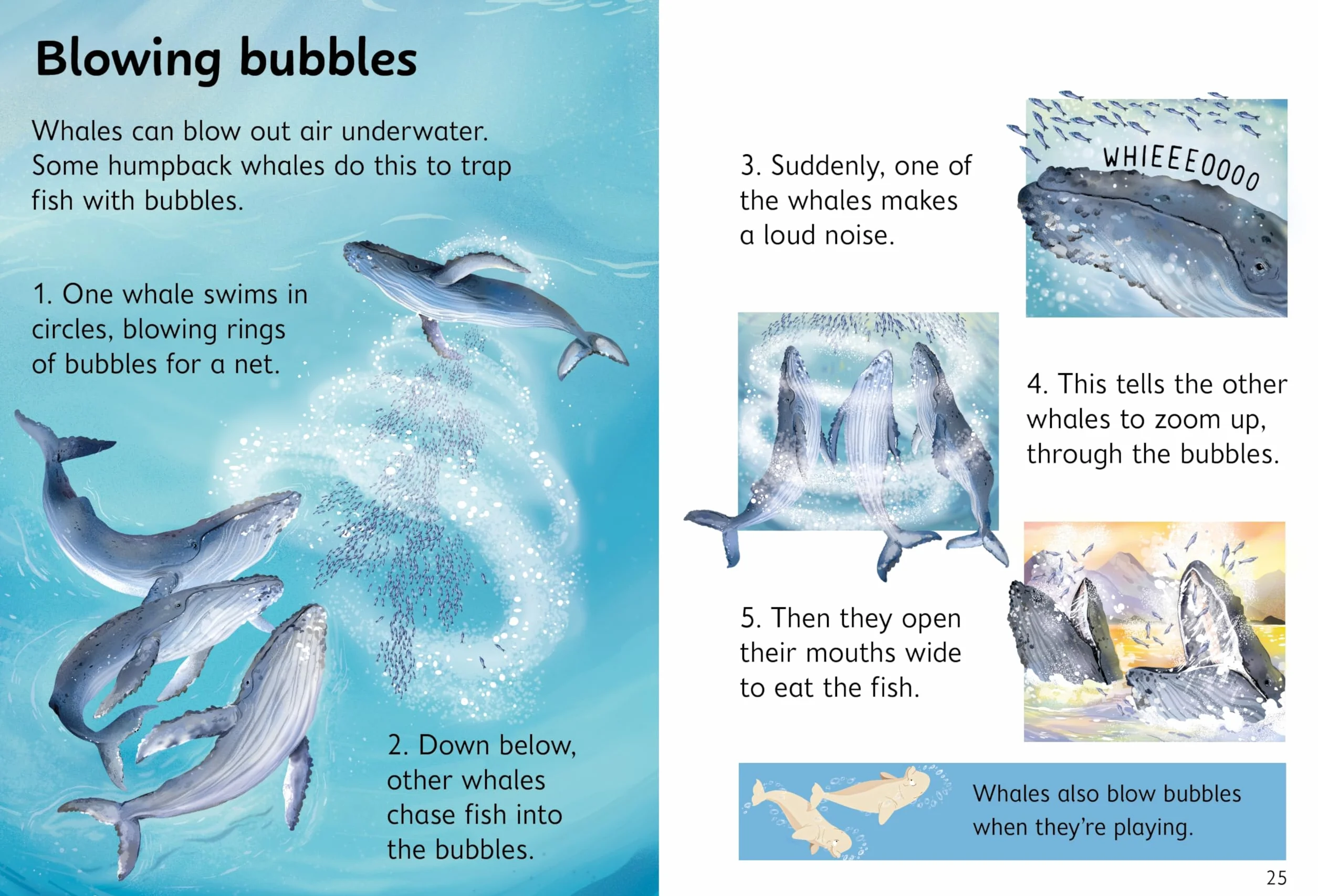 Beginners Whales