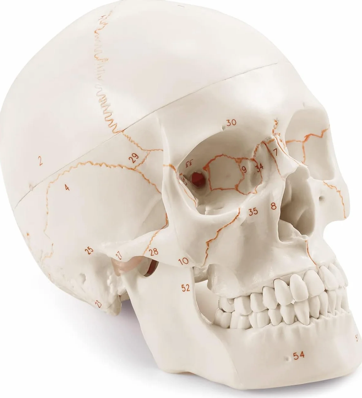 Anatomiczny model naturalnej wielkości ludzkiej czaszki ulepszony za pomocą najnowszych laserowo grawerowanych czcionek, bez odręcznego pisania, bez zadziorów dla studentów medycyny