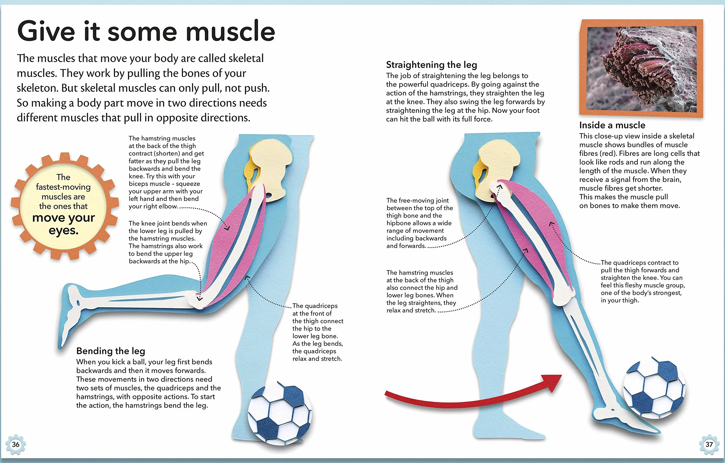 My Amazing Body Machine: A Colourful Visual Guide to How your Body Works