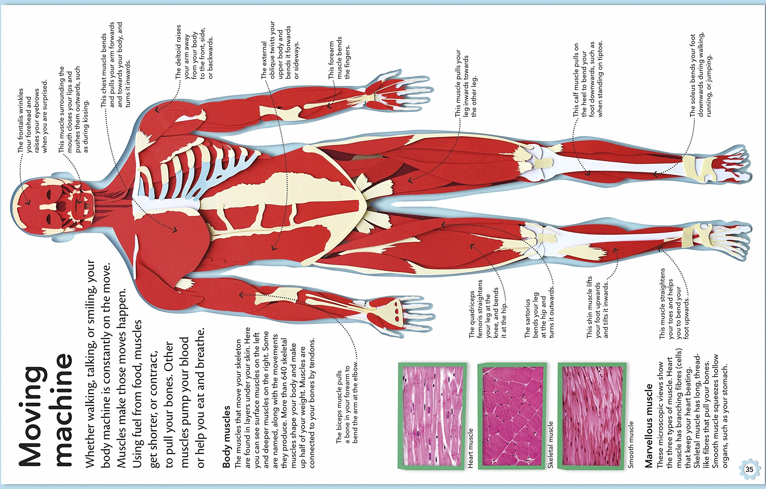 My Amazing Body Machine: A Colourful Visual Guide to How your Body Works