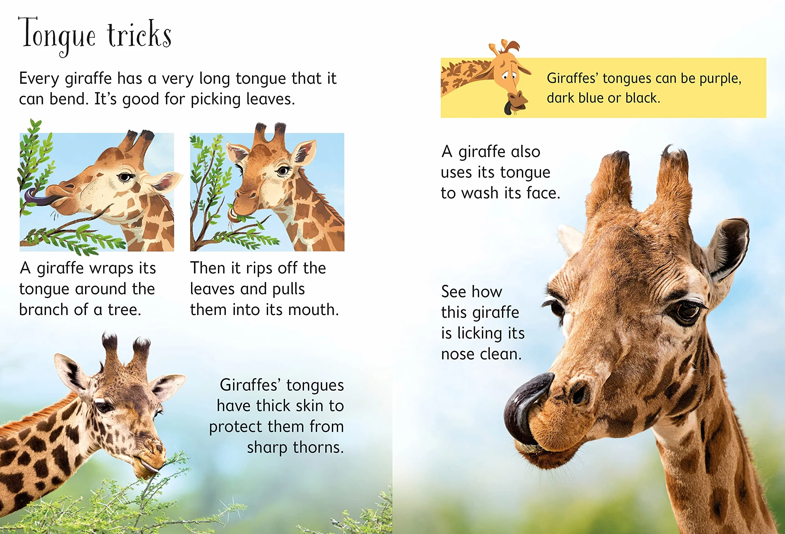 Giraffes (Beginners)