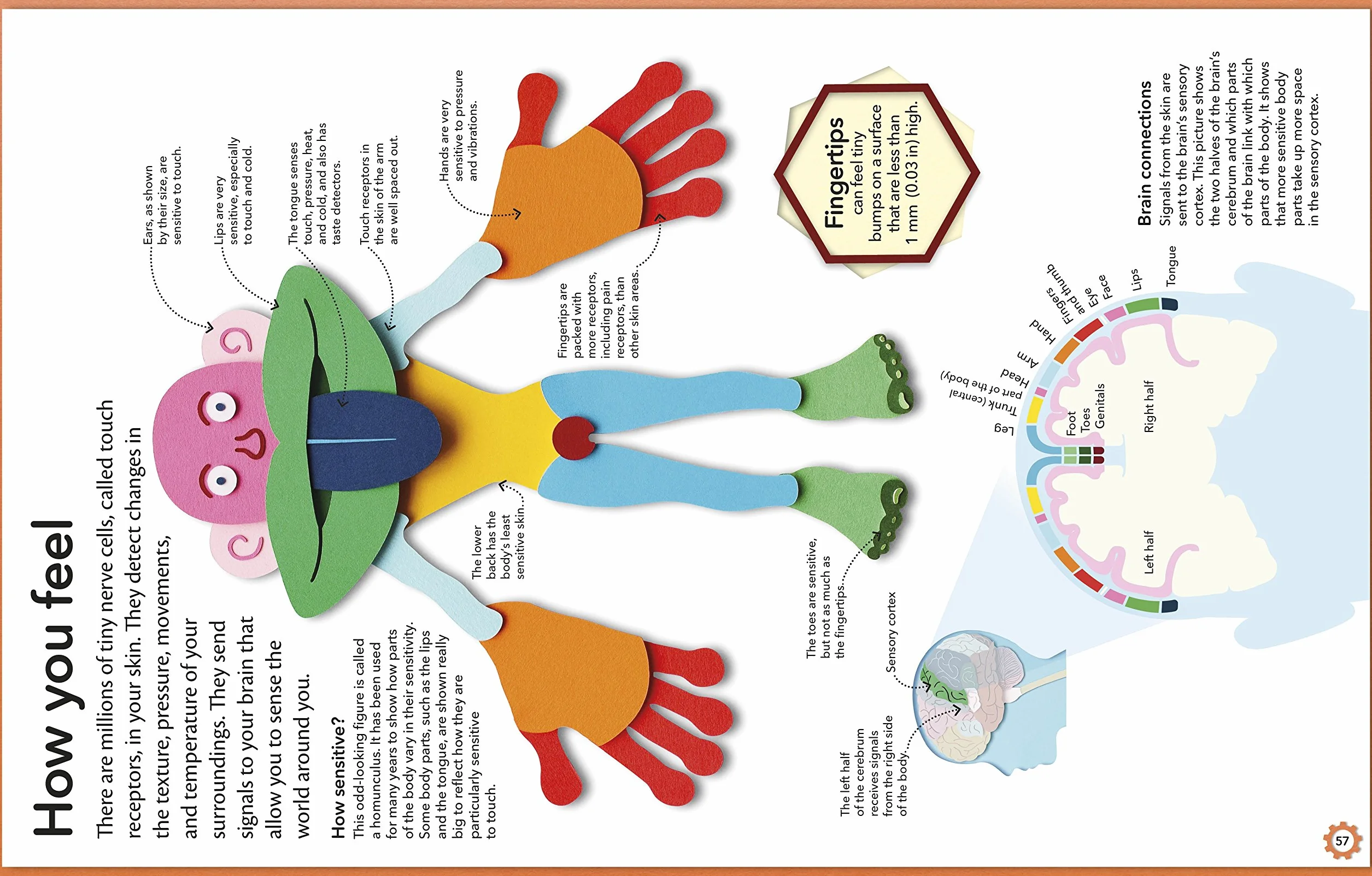 My Amazing Body Machine: A Colourful Visual Guide to How your Body Works