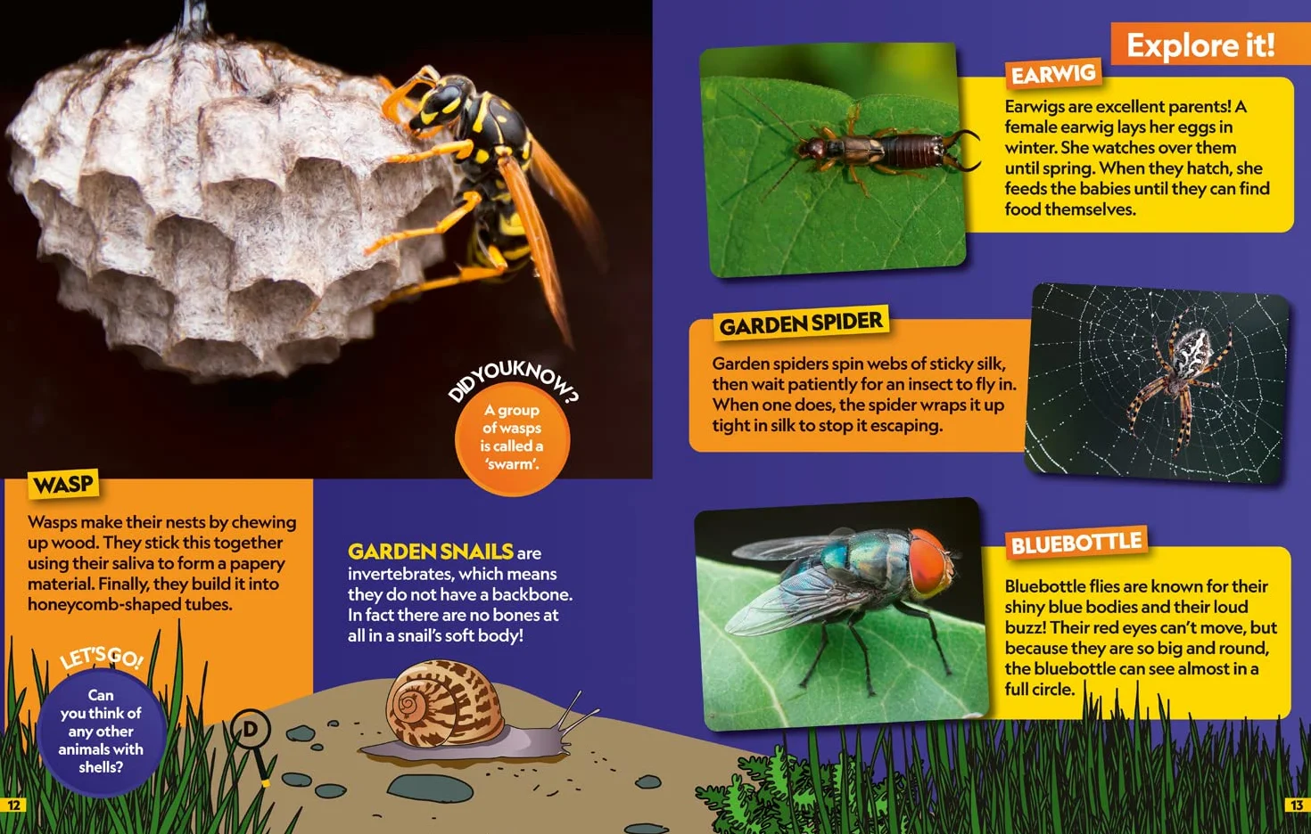Insects Find it! Explore it!: More than 250 things to find, facts and photos!
