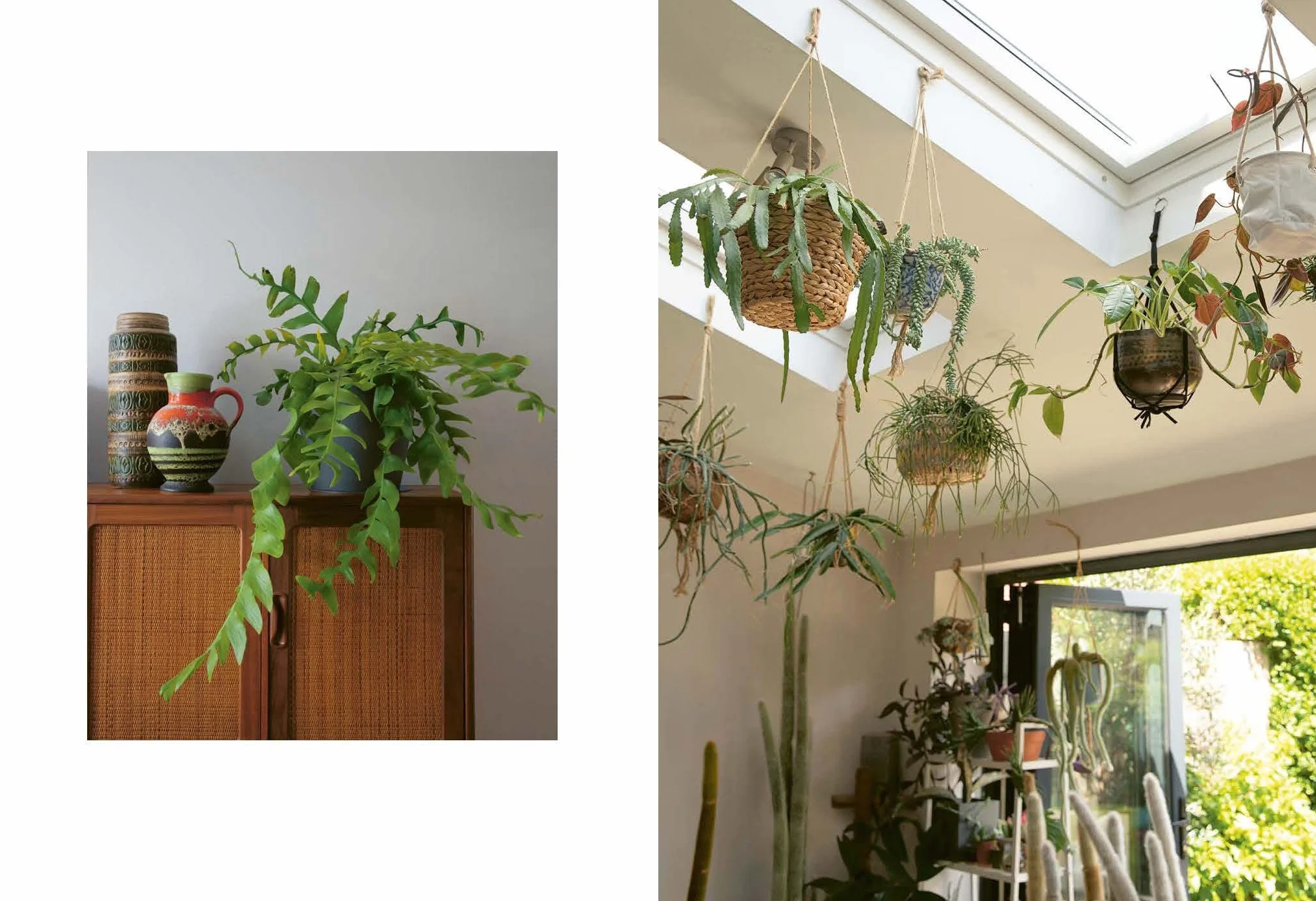 The Plant Rescuer: The book your houseplants want you to read