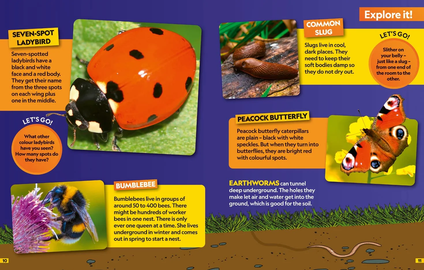 Insects Find it! Explore it!: More than 250 things to find, facts and photos!