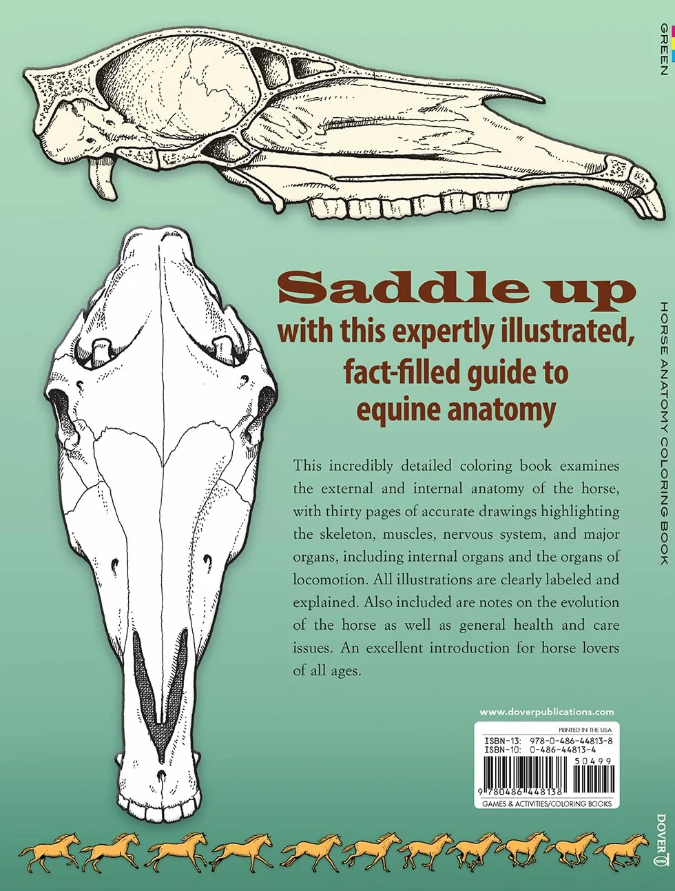 Horse Anatomy