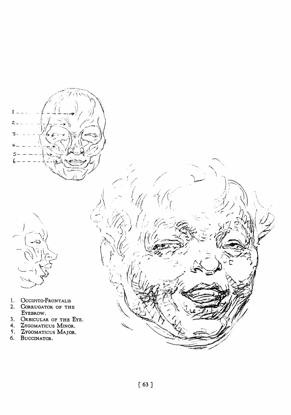 Heads, Features and Faces