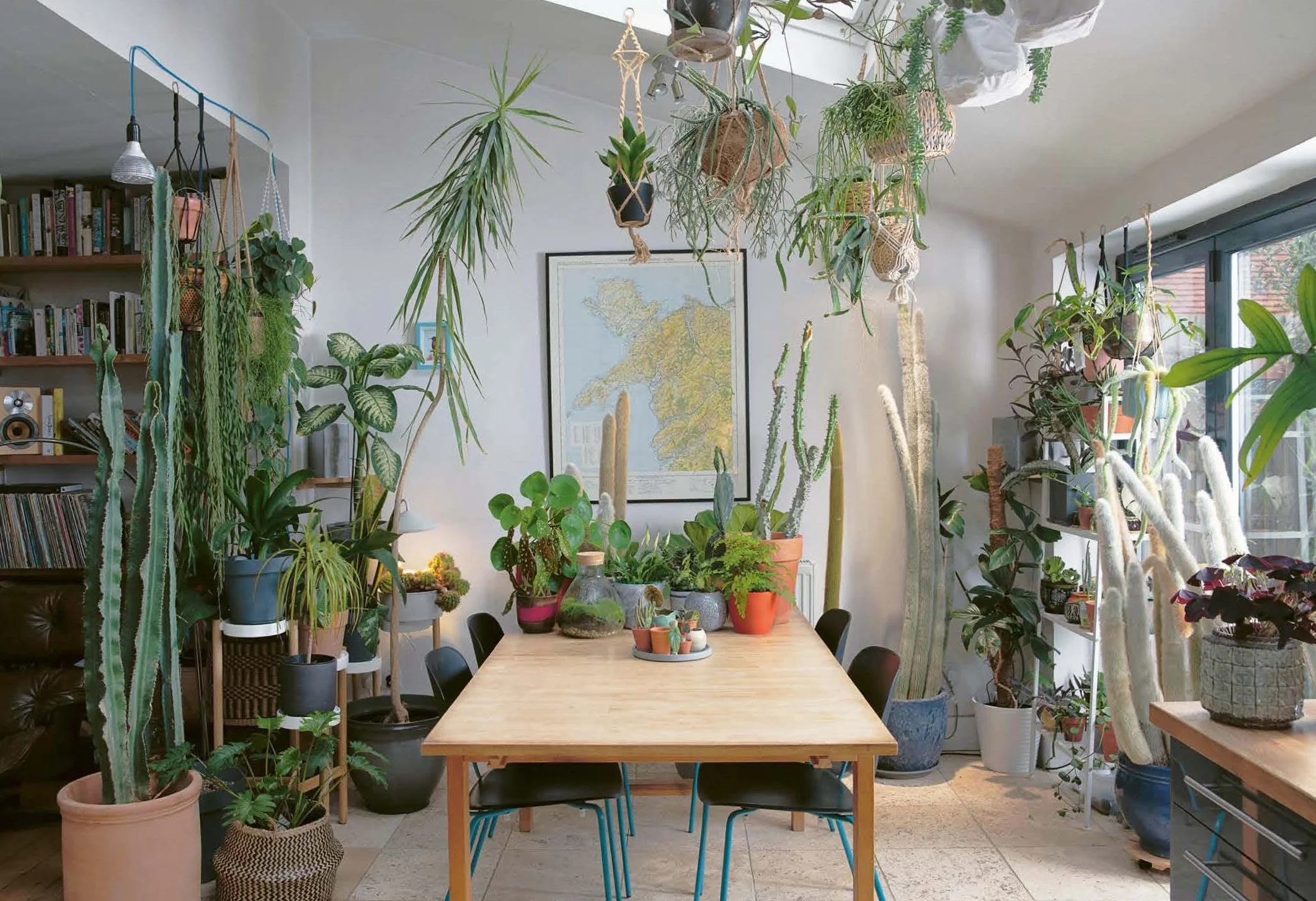 The Plant Rescuer: The book your houseplants want you to read
