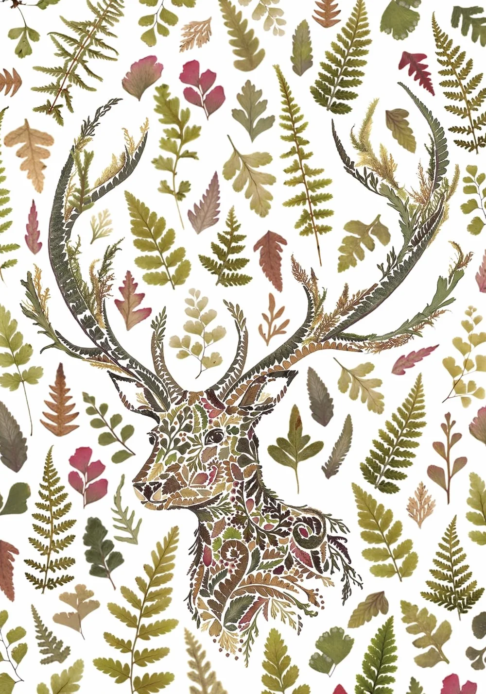 Drawn From Nature: 50 Postcards Celebrating the Natural World