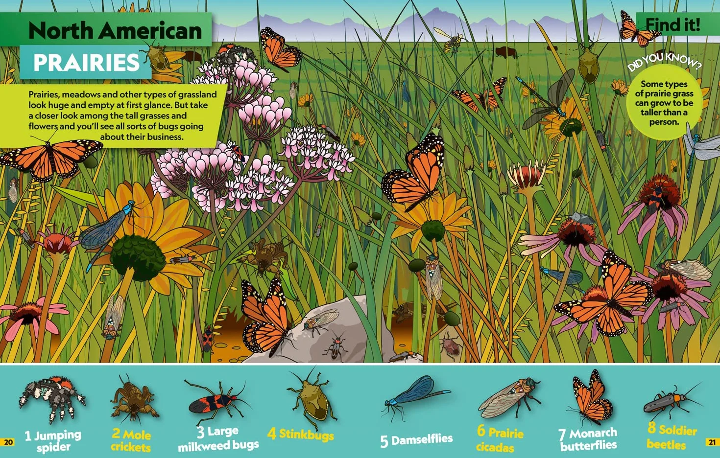 Insects Find it! Explore it!: More than 250 things to find, facts and photos!