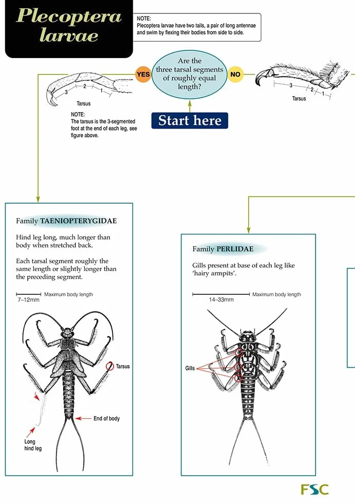 Guide to the British Stonefly (plecoptera) Families: Adults and Larvae