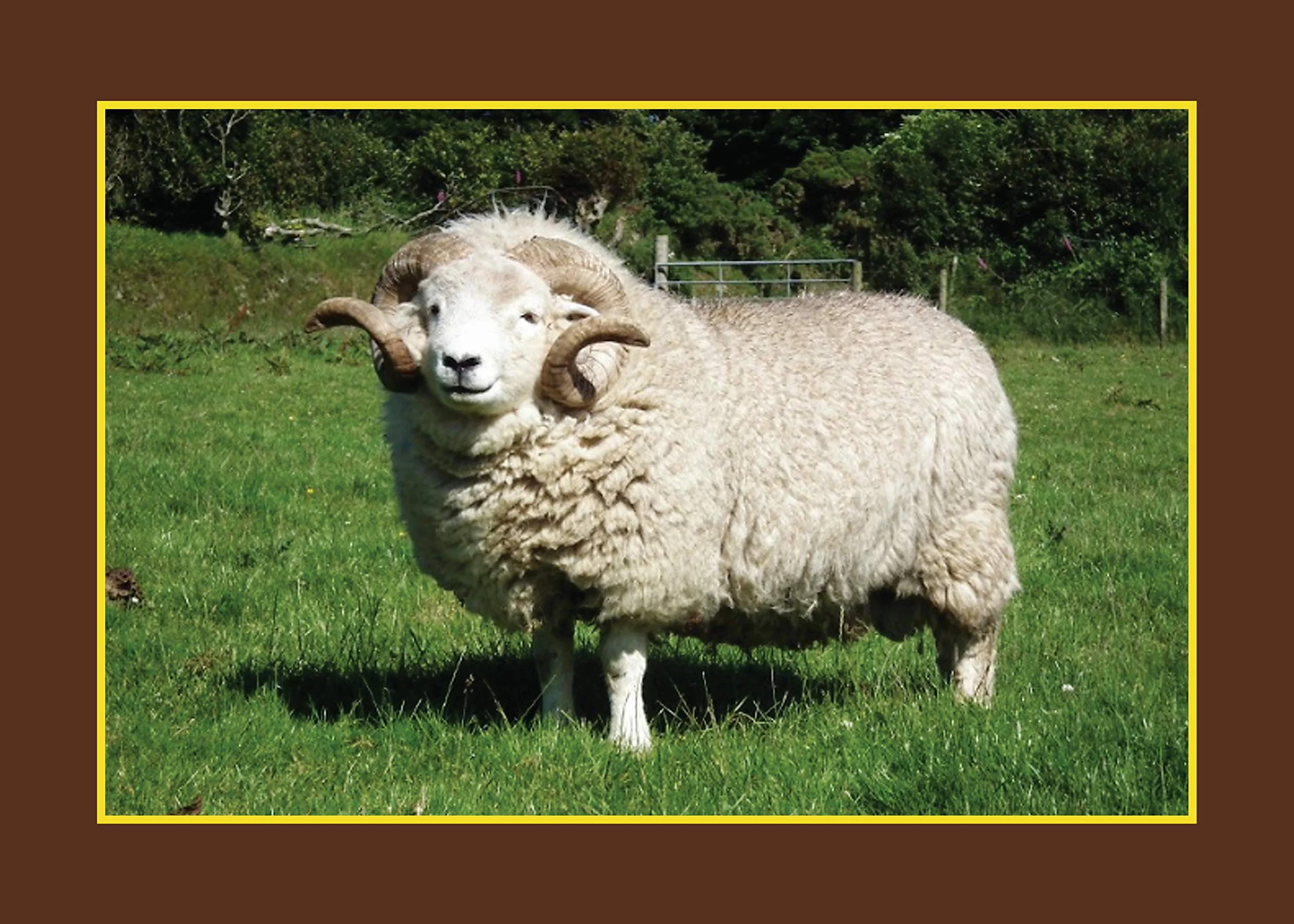 Know Your Sheep