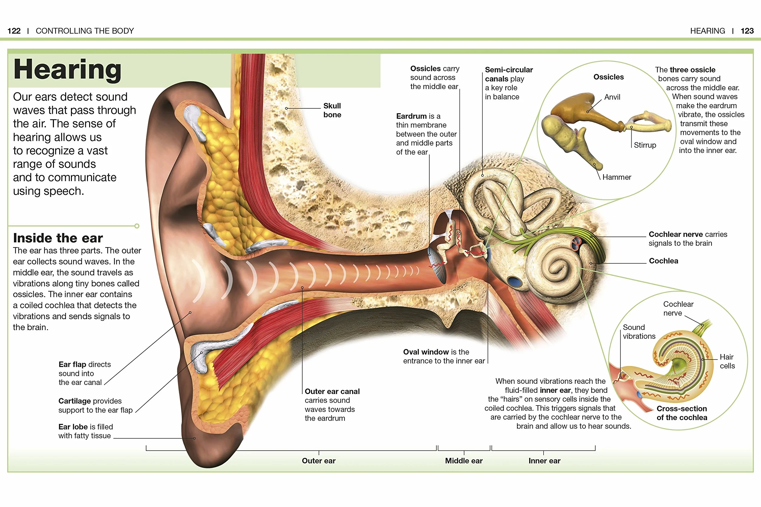 Pocket Eyewitness Human Body: Facts at Your Fingertips