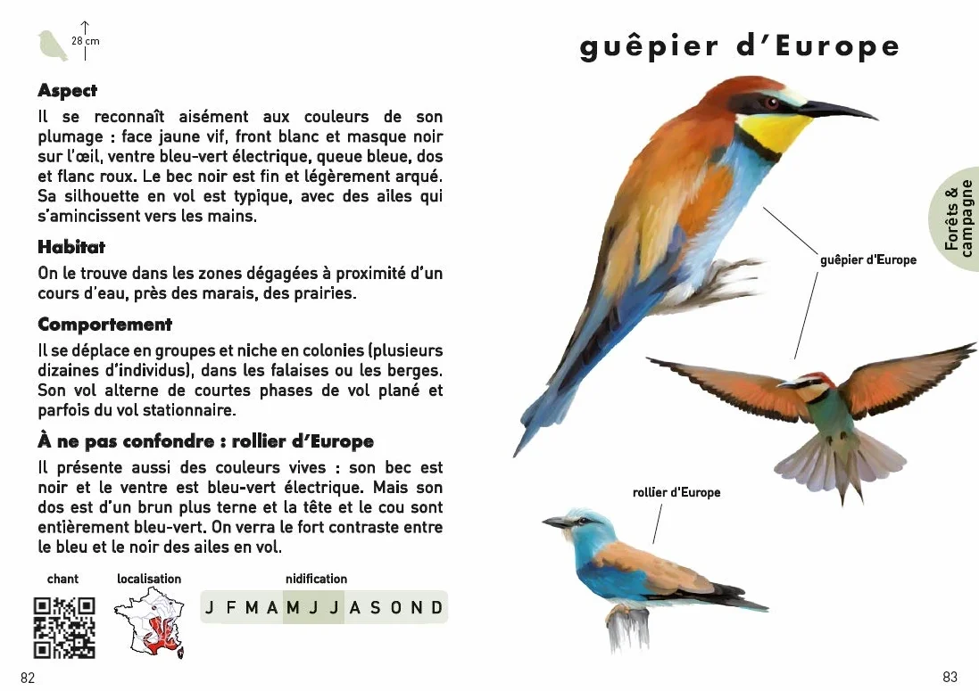 Le Petit Guide pour reconnaître les oiseaux: 70 espèces à découvrir